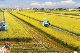 La riziculture du delta du Mékong va devenir un secteur agricole clé