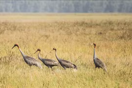 Projet de réintroduction des grues à tête rouge dans le parc national de Tram Chim