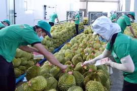 Le durian et la noix de coco devraient rejoindre le club des exportations "à 1 milliard de dollars"