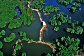 La forêt de mangrove de Can Gio est proposée pour devenir un site Ramsar 