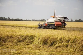 Les prix du riz à l'exportation explosent