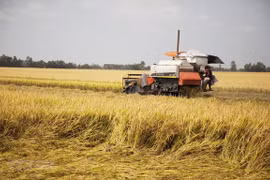 Les prix du riz à l'exportation explosent