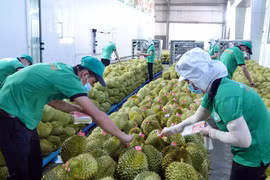 Les entreprises vietnamiennes prêtes à la réouverture du marché chinois