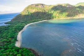 Parc national de Con Dao: Plus de 8.000 bébés tortues relâchés dans la mer