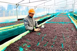 De grandes opportunités d’exportation des produits vietnamiens vers Israël 