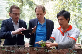 Des experts étrangers inspectent la culture du ginseng Ngoc Linh à Quang Nam