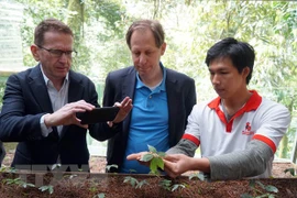 Des experts étrangers inspectent la culture du ginseng Ngoc Linh à Quang Nam