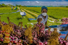 La Chine est la plus grande importatrice d’oignons, de ciboulettes et d’ails du Vietnam 