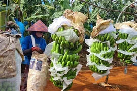 Les produits agricoles vietnamiens cherchent un accès durable au marché chinois