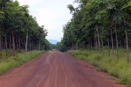 Le Vietnam et le Laos coopèrent dans la production de caoutchouc pour l’exportation 