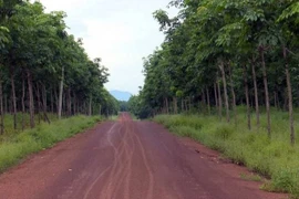 Le Vietnam et le Laos coopèrent dans la production de caoutchouc pour l’exportation 