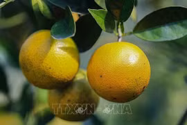 Les oranges Cao Phong ont la cote sur le marché britannique
