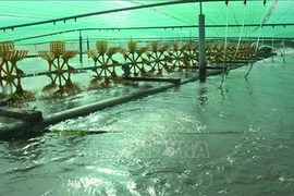 Bac Lieu vise plus d'un milliard de dollars d'exportations de crevettes cette année