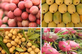 Quatre fruits vietnamiens sont exportés vers l’Australie