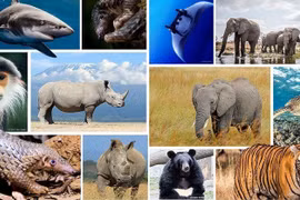 Le Vietnam renforce ses efforts dans la protection des animaux sauvages