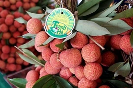 Hai Duong active dans la commercialisation de litchis