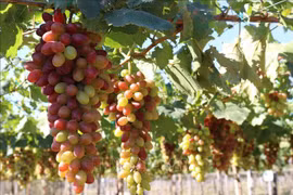 Le festival du raisin et du vin de Ninh Thuan prévu en juin prochain