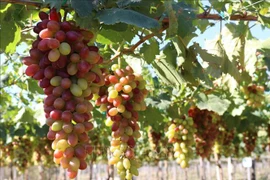 Le festival du raisin et du vin de Ninh Thuan prévu en juin prochain