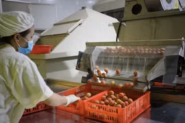 De nombreuses opportunités pour promouvoir la coopération commerciale Vietnam-Japon