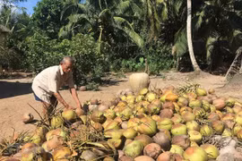 Tra Vinh envisage une expansion dans les zones de culture de la noix de coco biologique