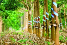 Le secteur du caoutchouc du Vietnam passe au vert