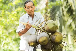 La filière de la noix de coco sur le point de rejoindre le club du "milliard de dollars d'exportations"