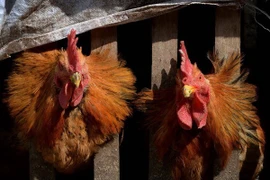 Le Cambodge enregistre un deuxième décès dû au H5N1 en 2023