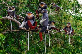 La province de Ninh Thuân s’assure un avenir durable grâce à la biodiversité