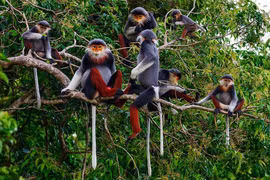 La province de Ninh Thuân s’assure un avenir durable grâce à la biodiversité