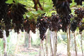 Ninh Thuan est fin prête pour le Festival du raisin et du vin 