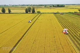 Un projet vise à augmenter la durabilité de la production rizicole dans le delta du Mékong