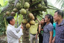  Le Vietnam vise des exportations de produits à base de noix de coco d’un milliard de dollars