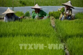 L'Indonésie annonce une stratégie nationale d'e-agriculture