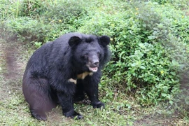 Ninh Binh développe le tourisme associé à la conservation des ours