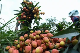 Des centaines de commerçants chinois s'inscrivent pour acheter du litchi de Bac Giang