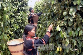 Pour produire et commercialiser des produits agricoles sans provoquer de déforestation