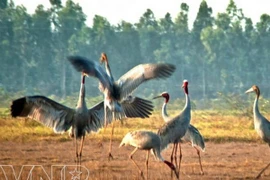 Dông Thap s’engage pour la protection des grues à tête rouge 