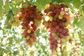  Ninh Thuân développe un écosystème du raisin dans la dynamique touristique