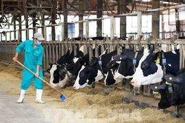 Super Nut de Vinamilk remporte le prix de la meilleure alternative au lait de vache 2023