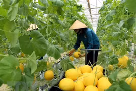 Can Tho souhaite attirer les investissements néerlandais