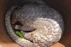 Un pangolin sauvage sera remis au parc national U Minh Ha