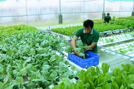 Le delta du Mékong jette les bases de l’agriculture biologique