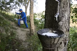 Exportations malaisiennes de caoutchouc de près de 8 milliards d’USD en 2022