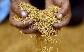 Les exportations de riz thaïlandais vers les Philippines devraient doubler en 2023