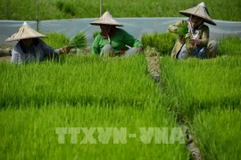 L'Indonésie annonce une stratégie nationale d'e-agriculture