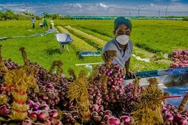 La Chine est la plus grande importatrice d’oignons, de ciboulettes et d’ails du Vietnam 