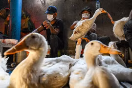 La grippe aviaire H5N1 dans une province cambodgienne sous contrôle, selon les autorités