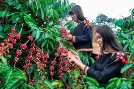 Promotion agricole communautaire pour produire du café sans provoquer de déforestation