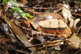  Thanh Hoa : conservation d’espèces de tortues rares 