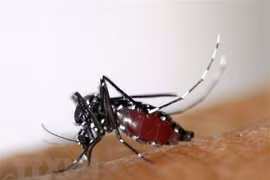 Le Laos enregistre plus de 30.000 cas de dengue